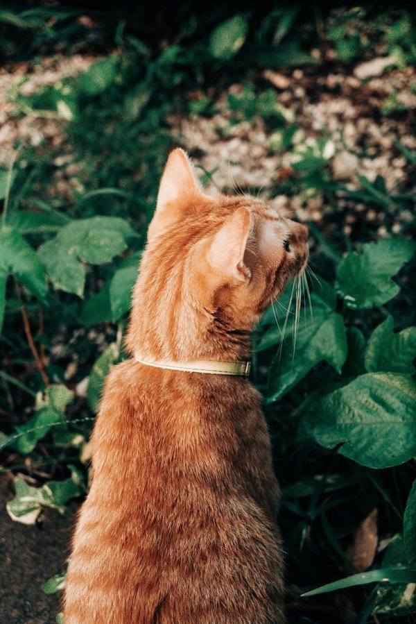 Come creare un angolo benessere in giardino con elementi naturali e semplici?